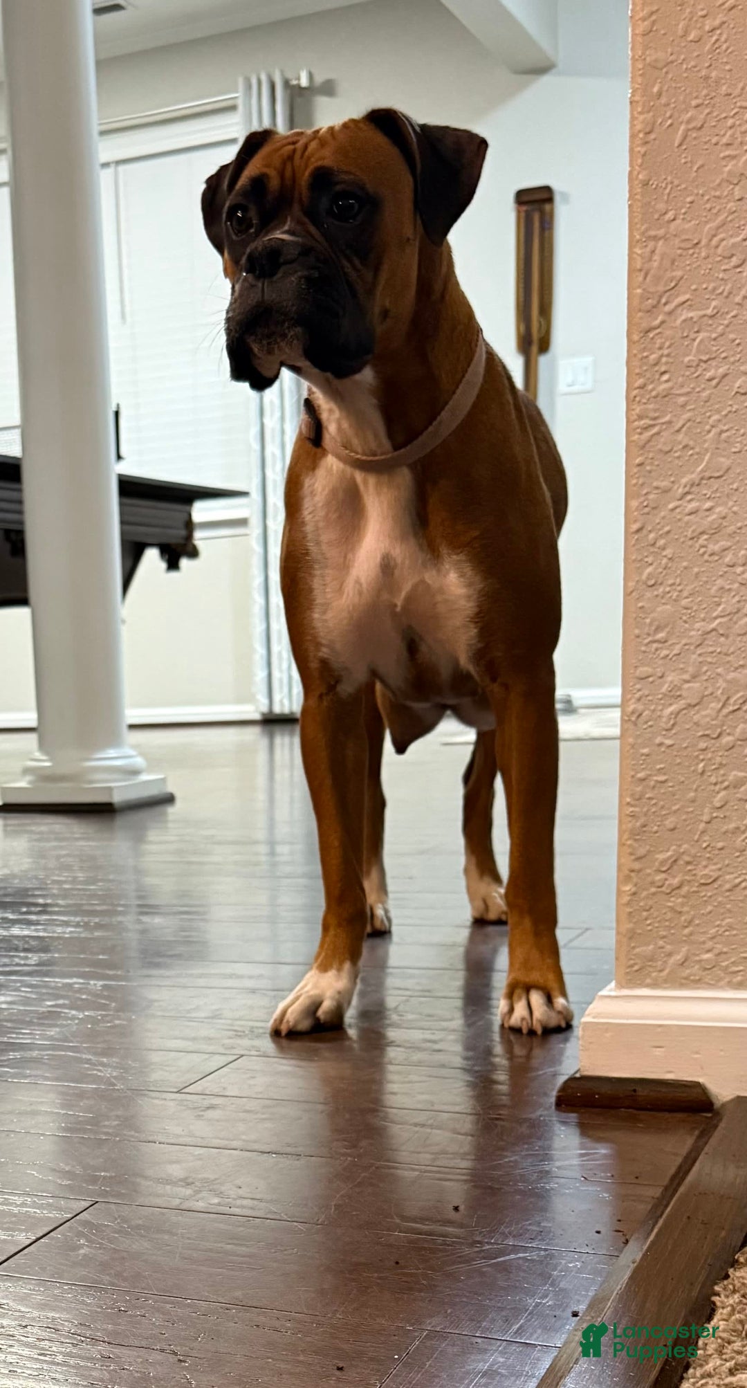 Boxer dogs for sale: Gracie - Image 5