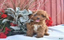 Cockapoo dogs for sale: Kayla - Image 2
