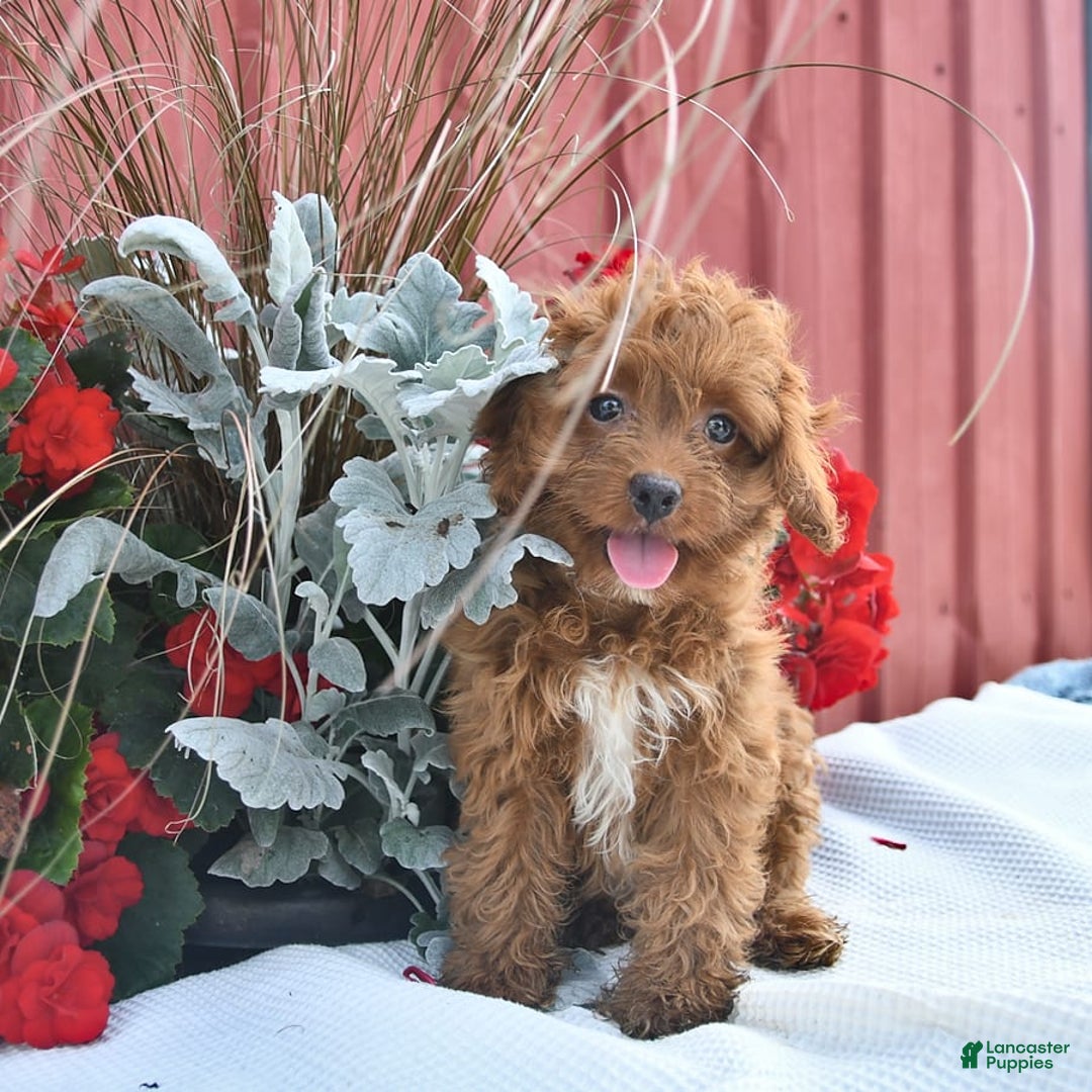 Cockapoo dogs for sale: Kayla - Image 2