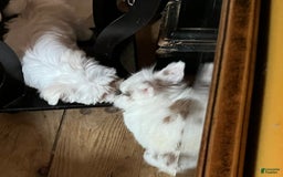Maltese dogs for sale: Tutie - Image 1