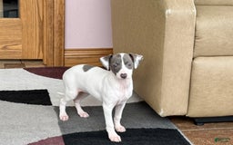 Italian Greyhound dogs for sale: Charity - Image 5