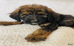 Bernedoodle dogs for sale: Mango - Image 2