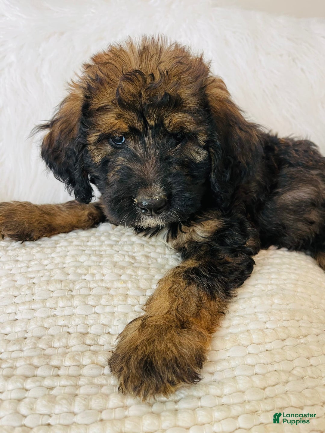 Bernedoodle dogs for sale: Mango - Image 2