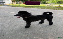 Standard Poodle dogs for sale: Lighting - Image 5
