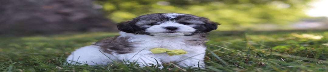 Luca