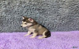 Siberian Husky dogs for sale: Lexy - Image 6
