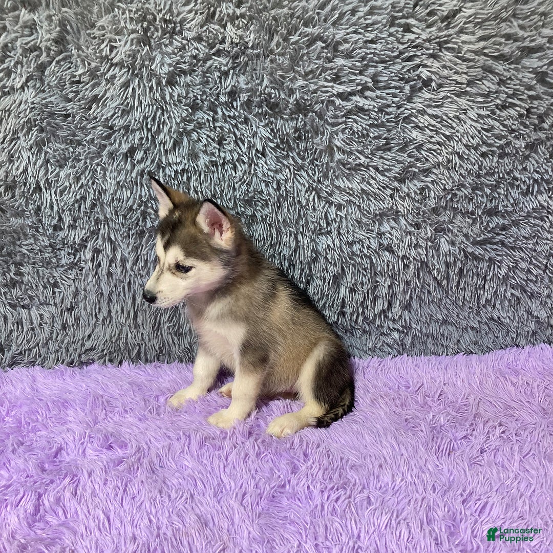 Siberian Husky dogs for sale: Lexy - Image 6