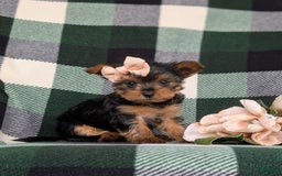 Yorkshire Terrier dogs for sale: Karissa 6 lbs Full Grown - Image 6