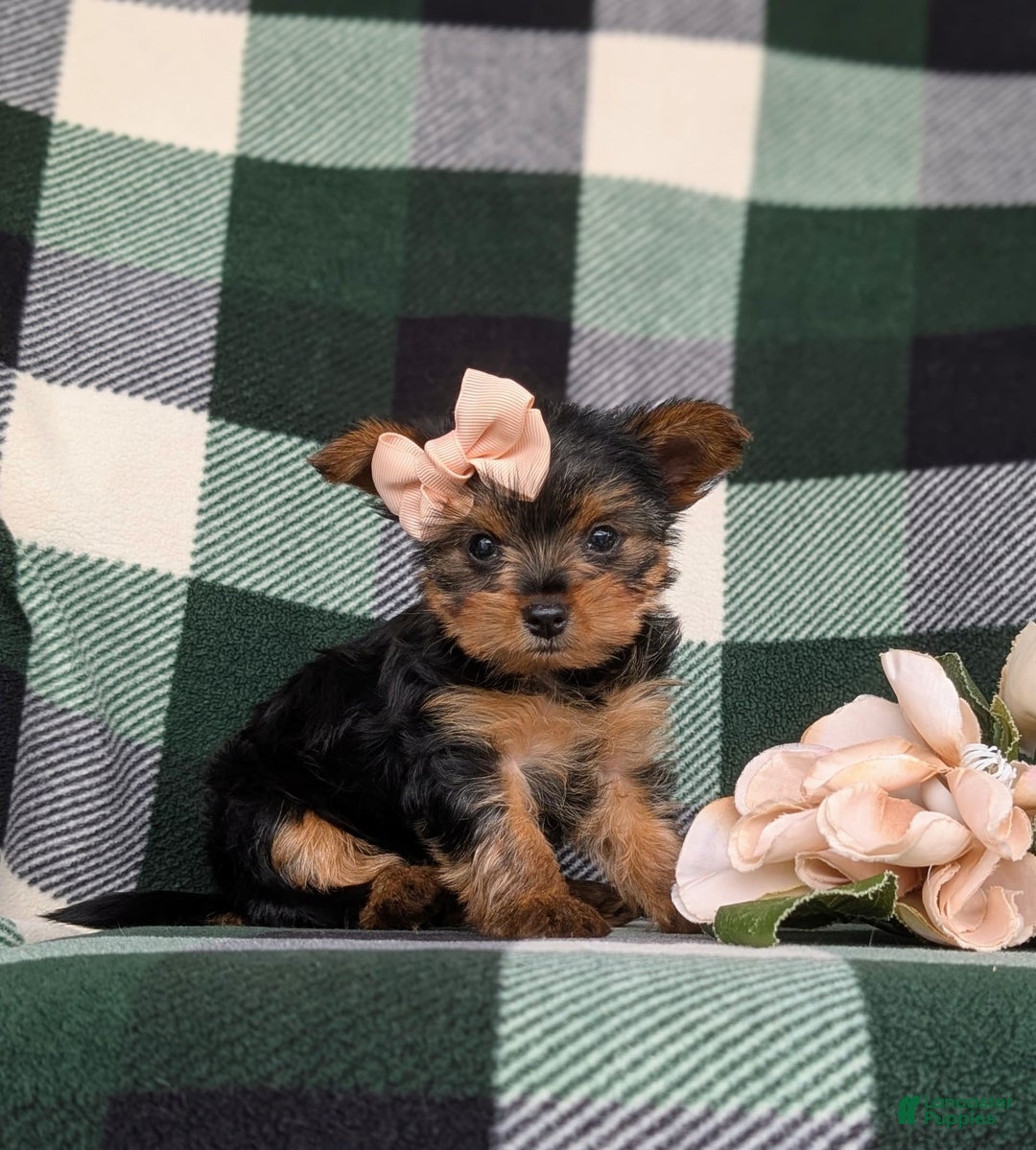 Yorkshire Terrier dogs for sale: Karissa 6 lbs Full Grown - Image 6