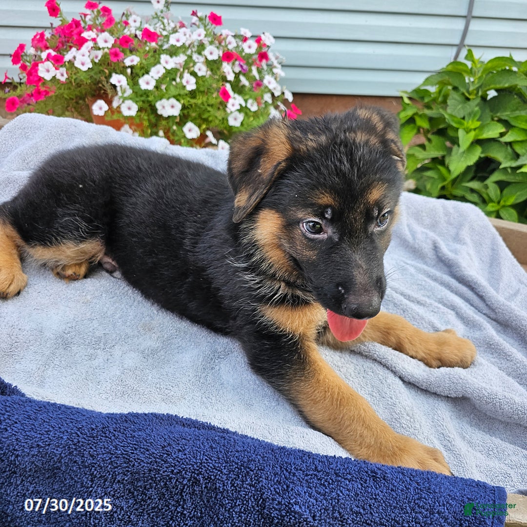 German Shepherd dogs for sale: Jordan - Image 2