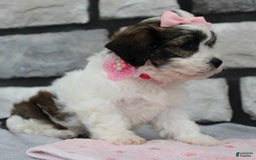Teddy Bear dogs for sale: Ava - Image 1