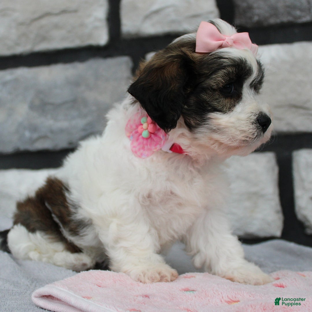 Teddy Bear dogs for sale: Ava - Image 1