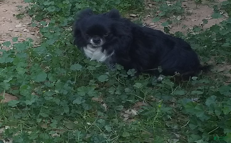 Chihuahua dogs for sale - Ad 3