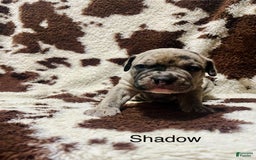 American Bully dogs for sale: Shadow - Image 3