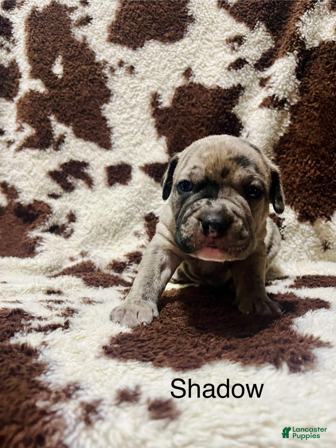 American Bully dogs for sale: Shadow - Image 3