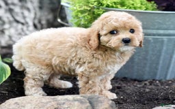 Toy Poodle dogs for sale: Tinkerbell - Image 18
