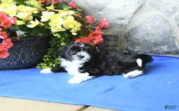 Teddy Bear dogs for sale: Kelsey - Image 3