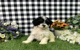 Maltipoo dogs for sale: Daphne - Image 4