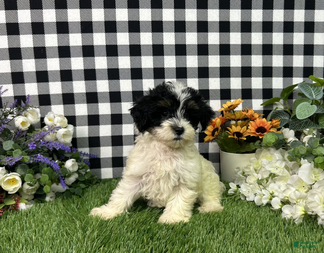 Maltipoo dogs for sale: Daphne - Image 4