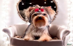 Yorkshire Terrier dogs for sale: Ch. Tiny Eclipse X Luke - Image 2