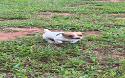 Jack Russell Terrier dogs for sale: Girl 1 - Image 1
