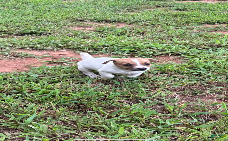 Jack Russell Terrier dogs for sale - Ad 1