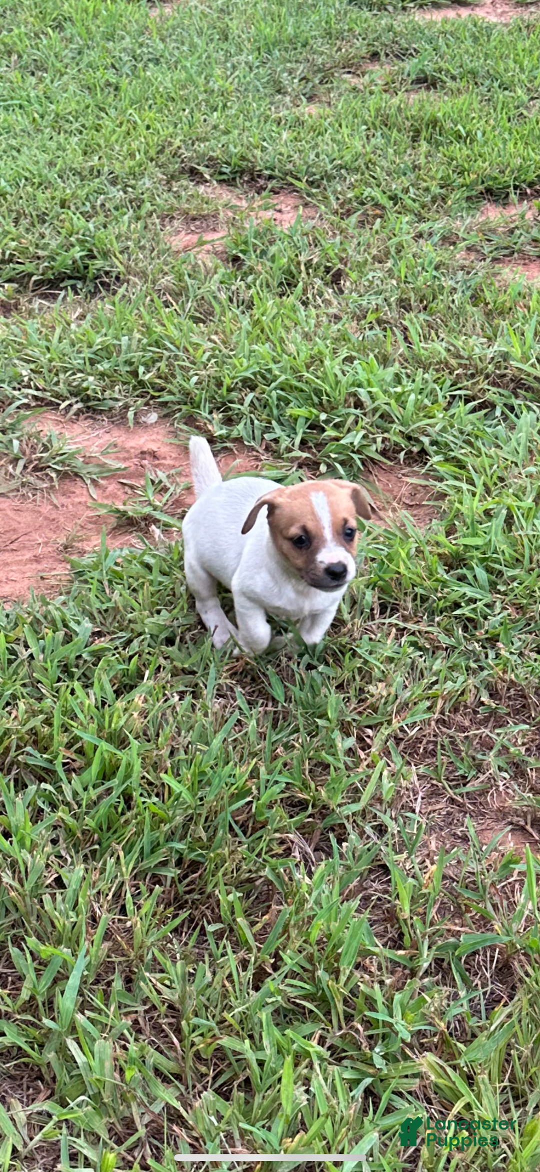 Jack Russell Terrier dogs for sale: Girl 1 - Image 1