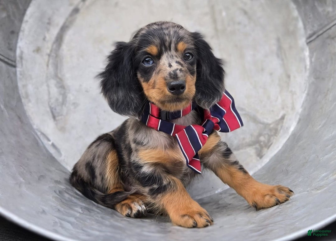 Miniature Dachshund dogs for sale: Albert - Image 4