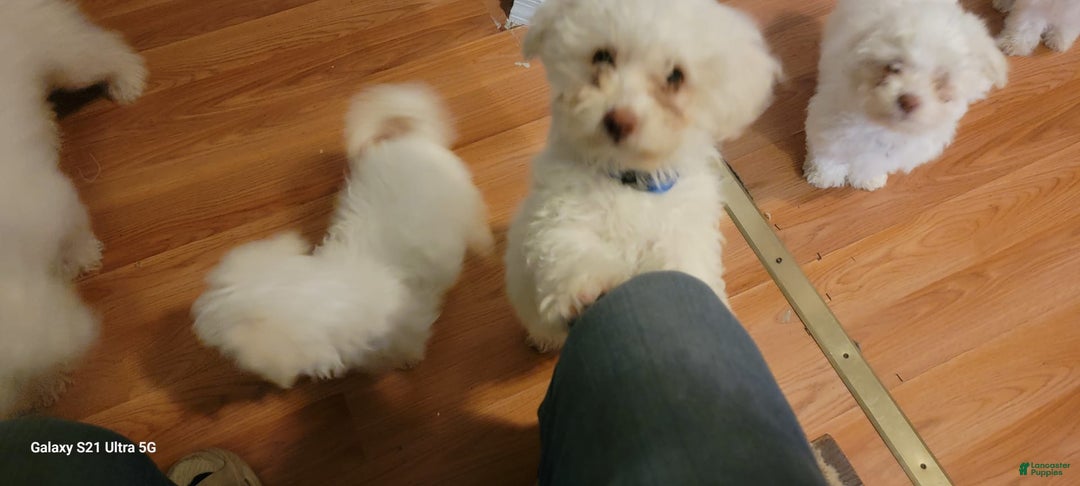 Bichon Frise dogs for sale: Pixo - Image 4
