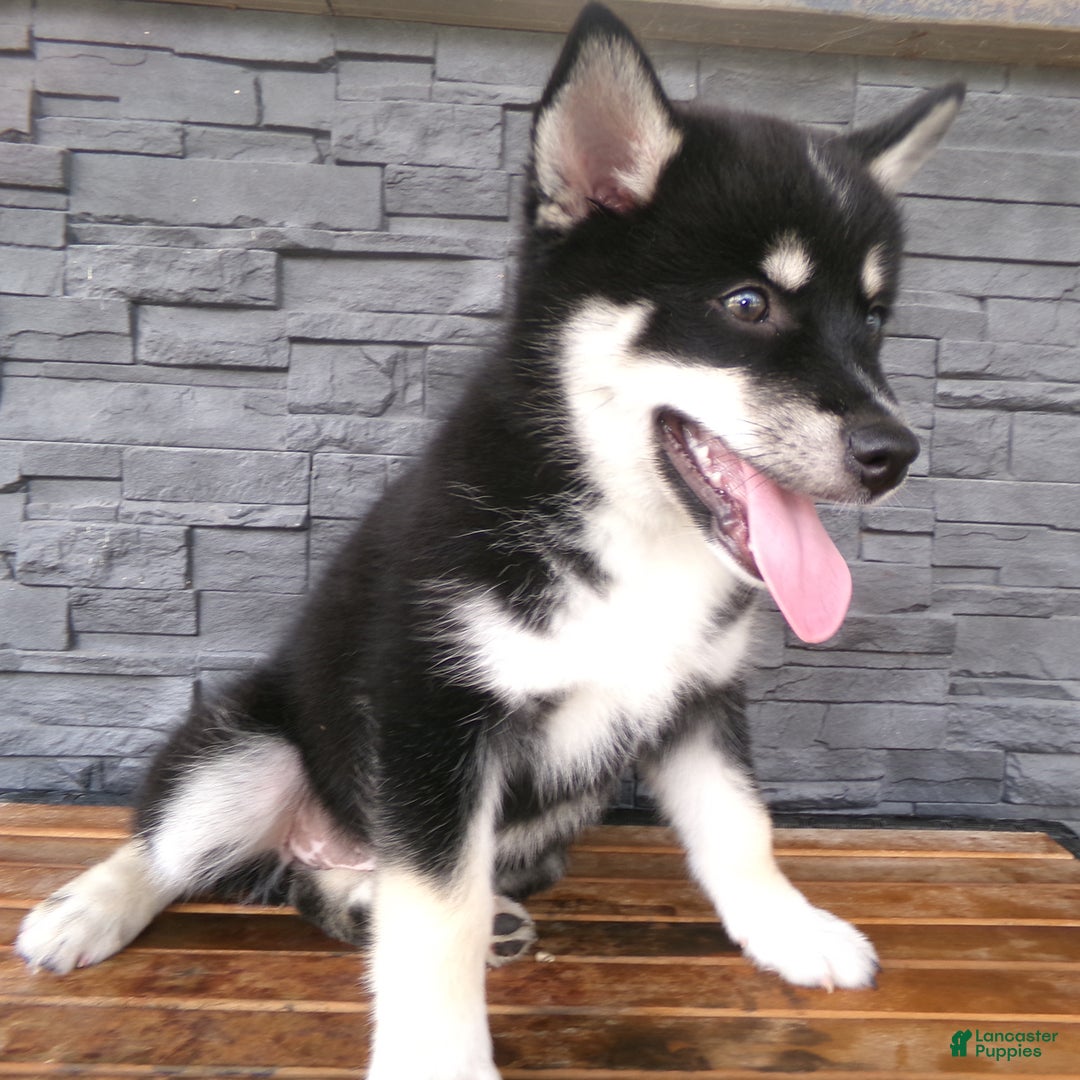 Pomsky dogs for sale: Sammy - Image 18