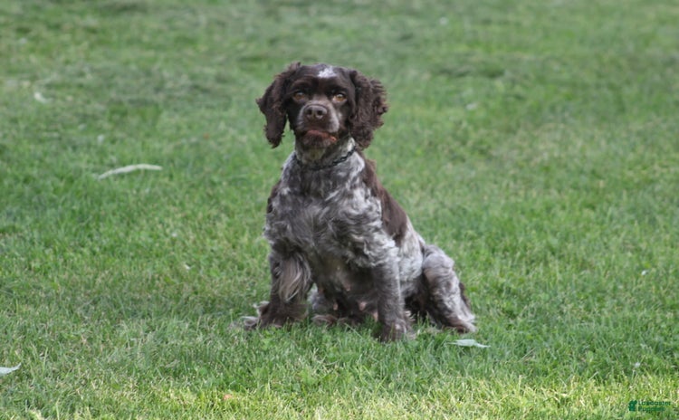 Cocker Spaniel dogs for sale - Ad 2