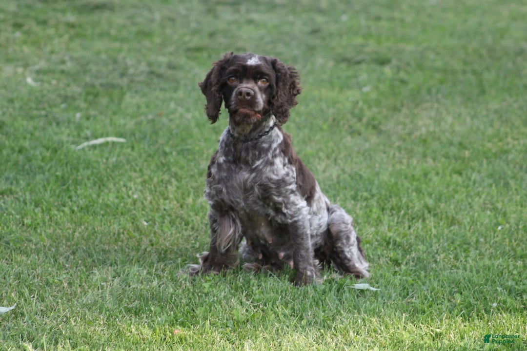 Cocker Spaniel dogs for sale: Amber - Image 1