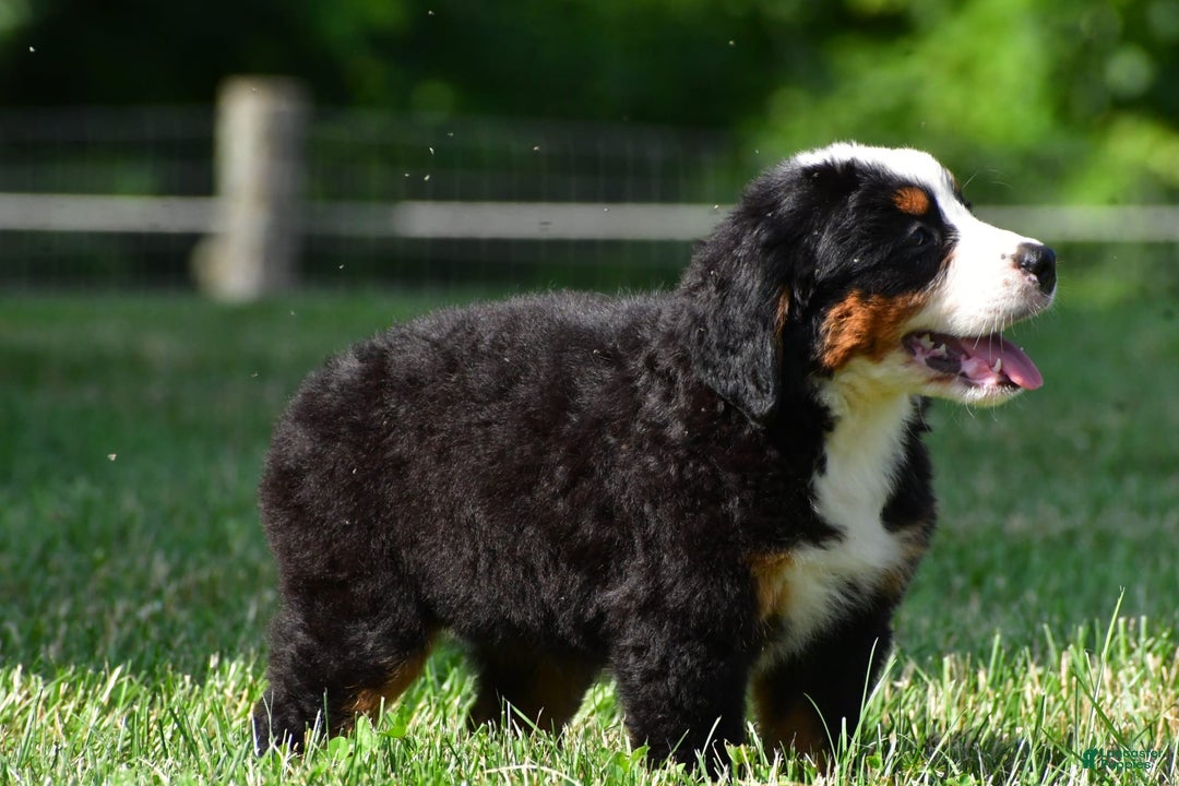 Bernese Mountain Dog dogs for sale: Bella - Image 5
