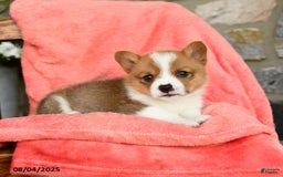 Welsh Corgi Pembroke dogs for sale: Valor Akc - Image 2