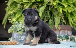 German Shepherd dogs for sale: Arya - Image 2