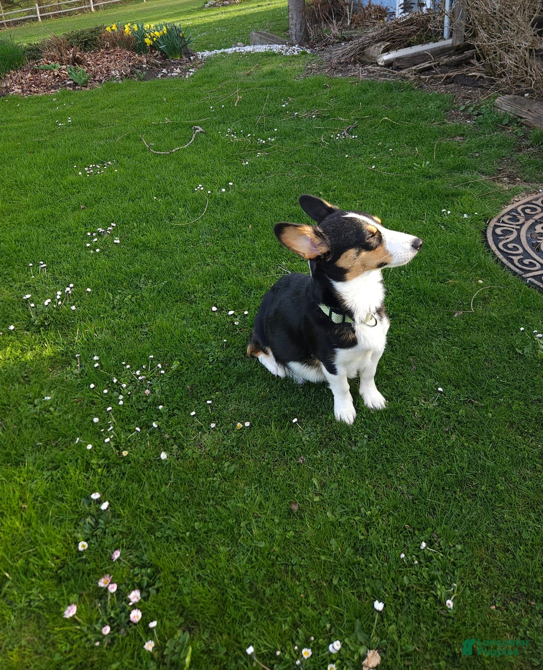 Welsh Corgi Pembroke dogs for sale: Cleopatra - Image 8