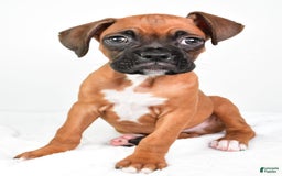 Boxer dogs for sale: Draco - Image 4