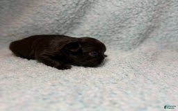 French Bulldog dogs for sale: Chocobelle - Image 14