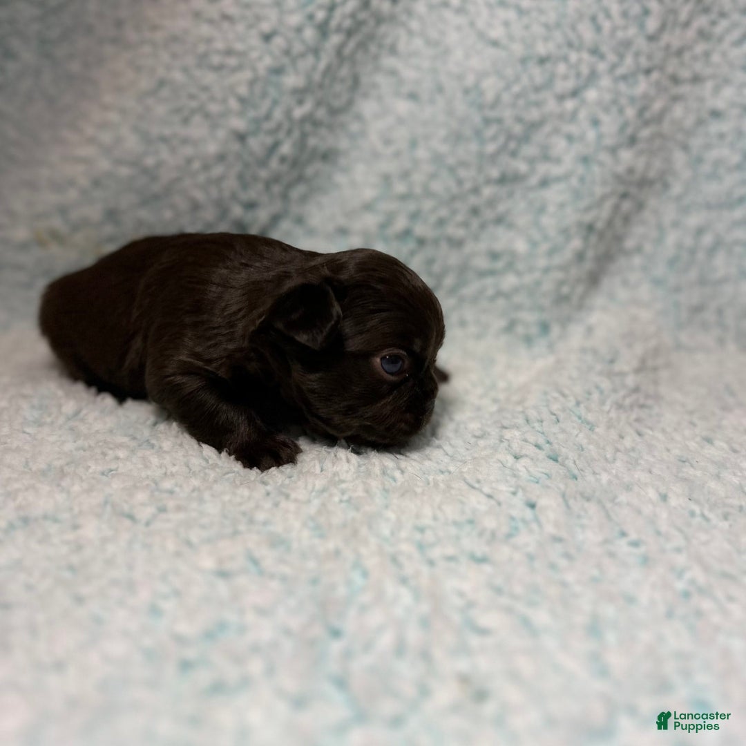 French Bulldog dogs for sale: Chocobelle - Image 14
