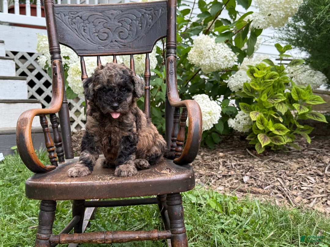 Goldendoodle dogs for sale: Buddy - Image 4