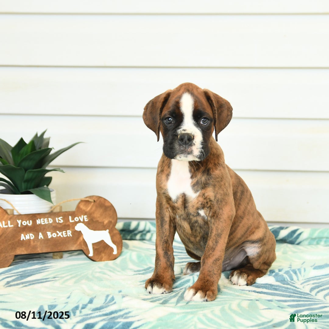 Boxer dogs for sale: Harry - Image 1