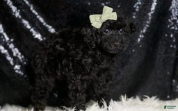 Miniature Poodle dogs for sale: Coal - Image 3