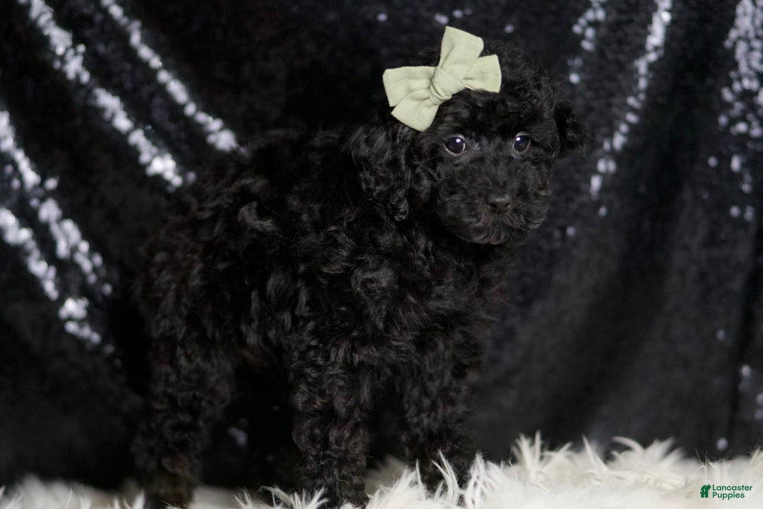 Miniature Poodle dogs for sale: Coal - Image 3
