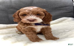 Cockapoo dogs for sale: Benji - Image 6
