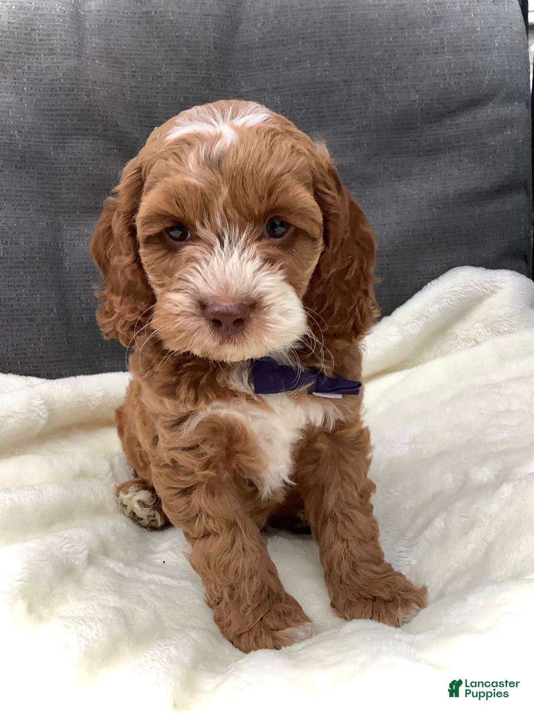 Cockapoo dogs for sale: Benji - Image 6