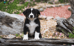 Australian Shepherd dogs for sale: Nova - Image 9