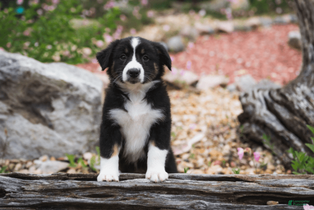 Australian Shepherd dogs for sale: Nova - Image 9