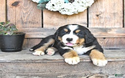 Bernese Mountain Dog dogs for sale: Marley - Image 6