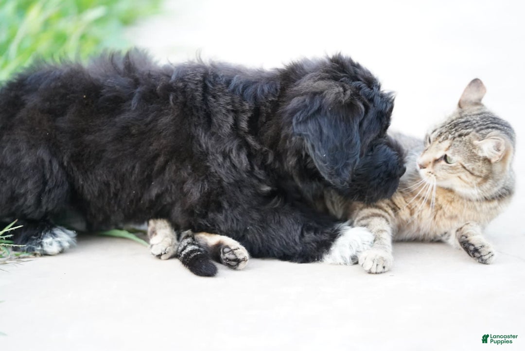 Portuguese Water Dog dogs for sale: Boots - Image 5