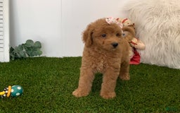 Goldendoodle dogs for sale: Dorus - Image 3